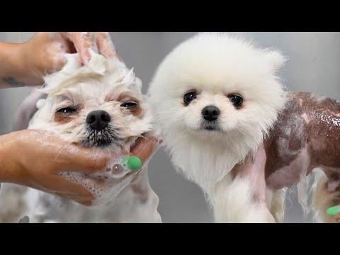 This Dog Almost Made The Cameraman Quit | Cute Pomeranian Dog #Video