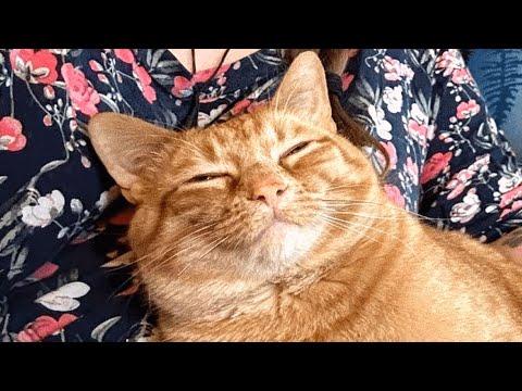 Adopted shelter cat thanks mom with nonstop cuddles #Video