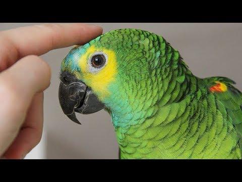 Parrots Talking -  Cute Parrot talking Funny Words Compilation