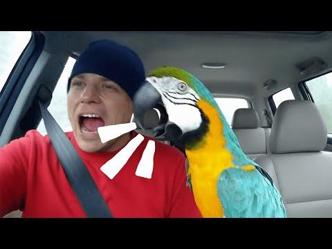 Hilarious Parrots Learn From Their Humans a Little Too Well #Video