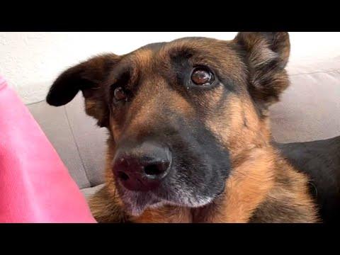 No one wanted this shy shelter dog. So I took her home. #Video