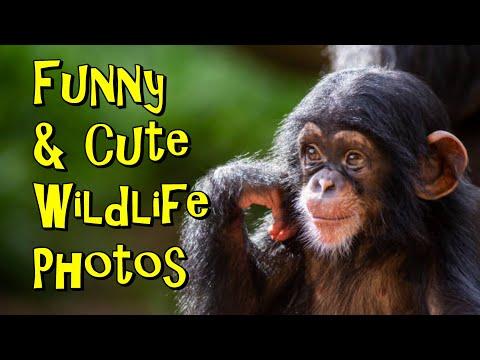 Funny And Cute Wildlife Photography #Video