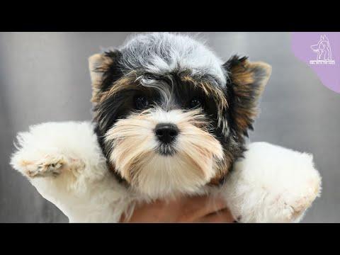 A Rare Dog Breed That Will Make You Want To Squeal -  Girl With Dogs #Video