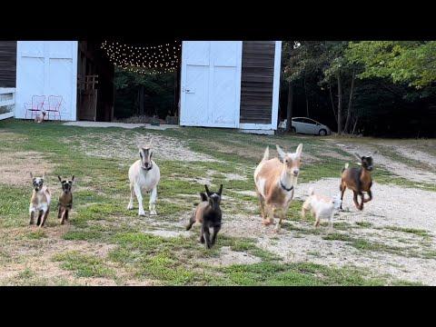 Baby goats meet big kids! Sunflower Farm Creamery #Video