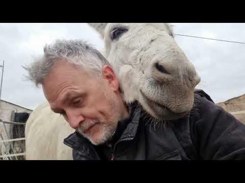 Strange little Donkeys #Video