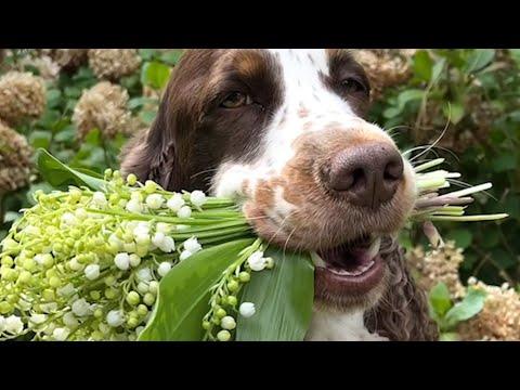 Sporty and Springy | Best Spaniels #Video