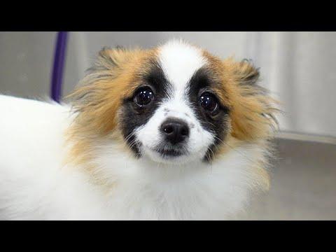 The might be the cutest dog I've ever seen in my life #Video