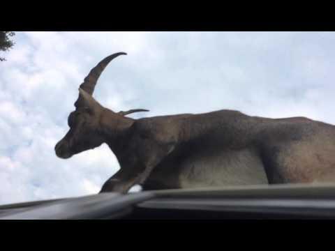 Goat Attacks Woman's Car