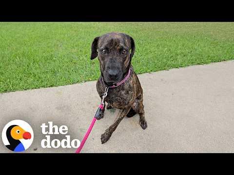 Watch This Foster Dog Learn How To 'Dog' From Scratch #Video