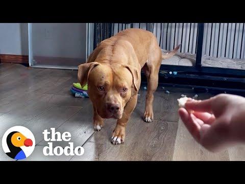 Terrified Pittie Rescued From Cold Just Wants To Play Now #Video