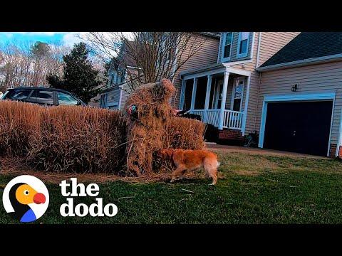 Golden Retriever Is A Hide-And-Seek Mastermind #Video