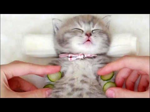 Spa Time for Cute Kitten #Video