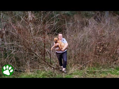 Couple spots Pittie in the woods and discovers heartbreaking truth #Video