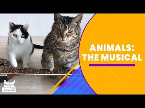 Animals: The Musical
