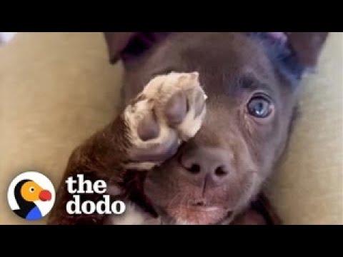 Puppy Who Couldn't Walk Can't Stop Prancing #Video