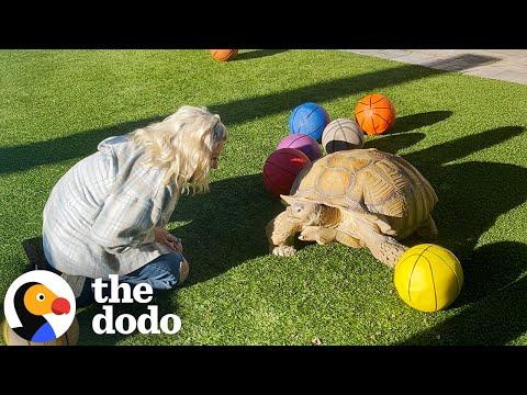 Basketball Solved A Tortoise's Anger Issues #Video