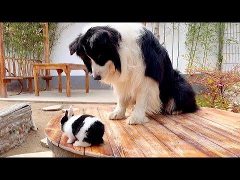 Sweet Dog Gets a Bunny of His Same Fur Color #Video