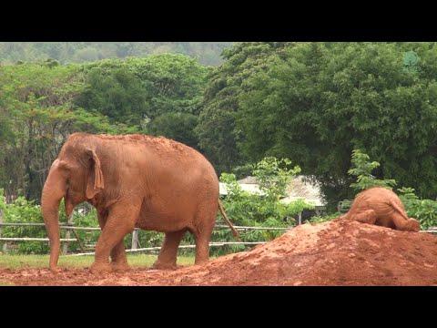 Baby Elephant Wan Mai Show How To Mud Spa By Herself - ElephantNews #Video