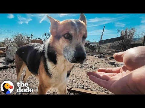 Man Spends A Year Earning a Stray Desert Dog’s Trust—But Then Saved An Entire Pack #Video