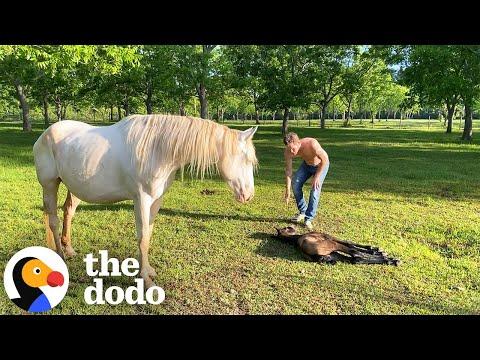 Newborn Baby Horse Couldn't Stand Up At All, Until... #video