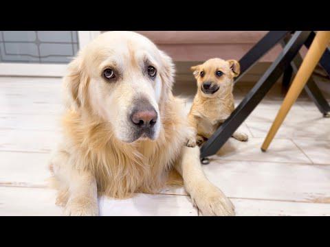 Puppy Confused that Golden Retriever hates kisses #Video
