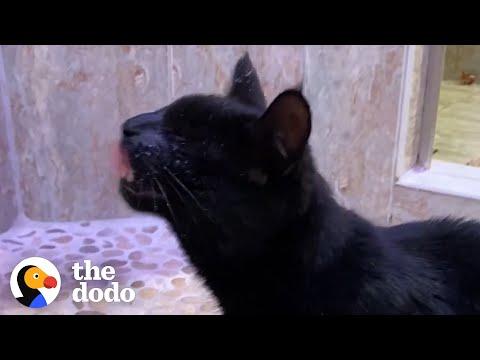 Blind Cat Demands A Shower Every Day #Video