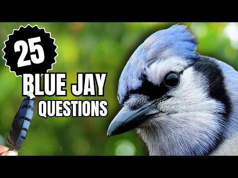 Everything You Wondered About Blue Jays | 25 Questions Answered #Video