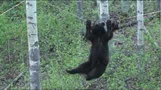 Black Bear Attempts Walking Across a Rope For A Bite Of This Tasty Beaver Treat