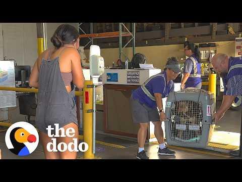 Soccer Player Finds A Tiny Puppy In Albania And Brings Him To Hawaii #Video