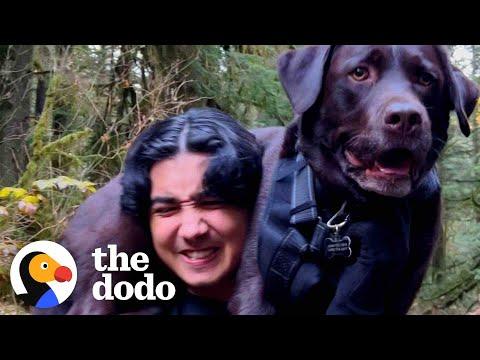 Family Carries Their Injured Lab Down A Mountain #Video