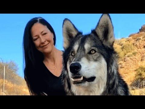 Couple saves a wolfdog, then discover unusual way he purrs #Video