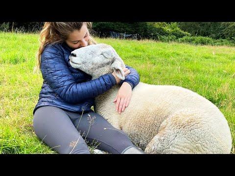 These Rescued Sheep Think They’re Puppies #Video
