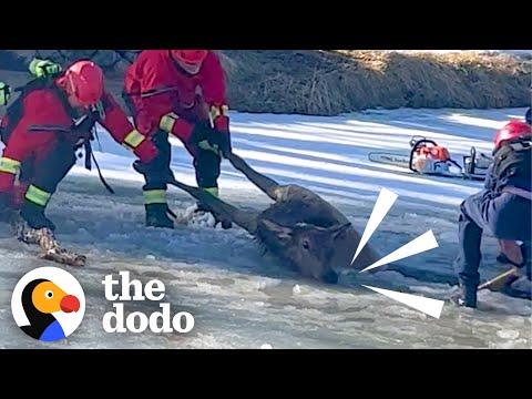 900-Pound Elk Trapped In Frozen Pond #Video
