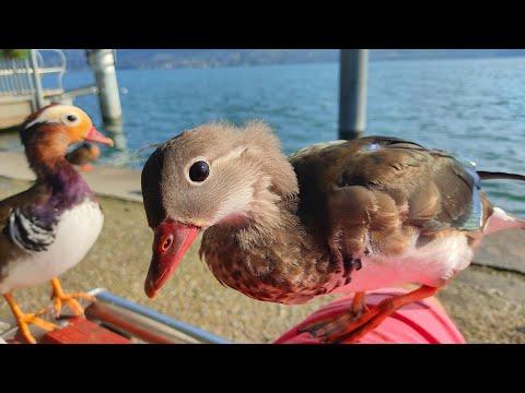 mandarin duck jumps on my lap #Video