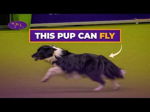 Is This The Fastest Dog Of All-Time? #Video