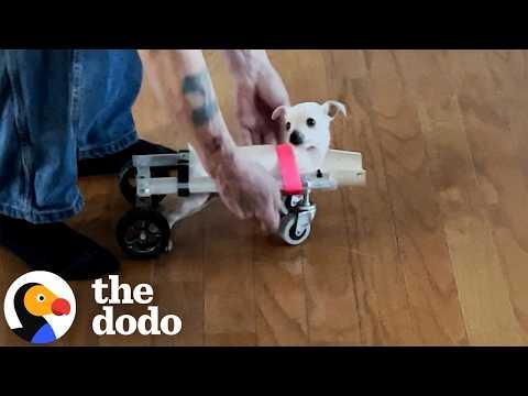 Dad Builds Custom Cart For His Puppy Missing His Front Legs #Video