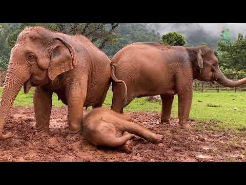 Baby Elephant Sa-Ngae Enjoy Mud In The Raining Day Under Taking Care Of His Family - ElephantNews #V