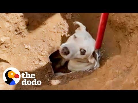 Stray Dog Finally Gets Freed From Drainpipe #Video