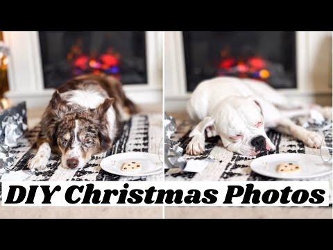 DIY Christmas Photos with Your Dog! - Layla The Boxer #Video