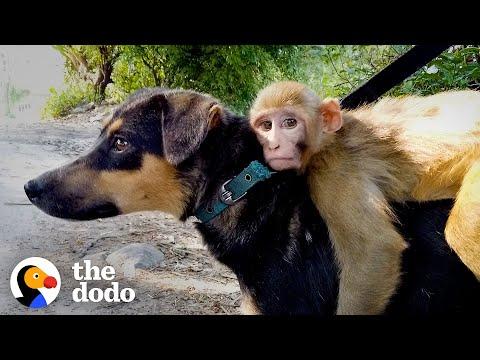 Baby Monkey Thinks This Dog Is Her Mom And She Rides Her Everywhere #Video