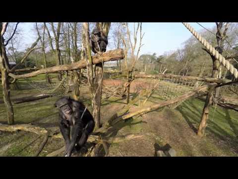 Chimpanzee Takes Out Drone With Tree Branch