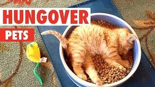 Hungover Pets | Funny Pet Video Compilation 2018