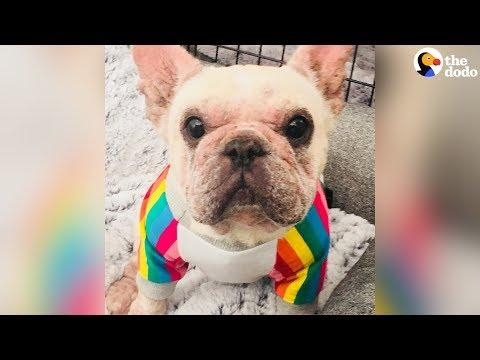 Watch This Frenchie Transform With Love | The Dodo