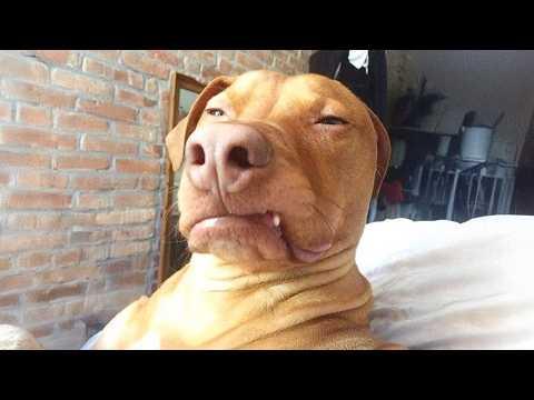 Animals are the Kings of Comedians #Video