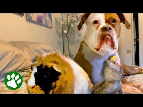 Unusual Animal Friends #Video