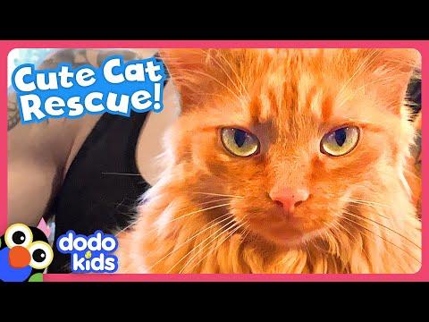 Kitten Meows Until He Gets Rescued!| Dodo Kids #Video