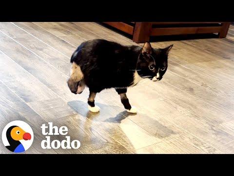 Two-Legged Cat Is Living His Best Life #Video