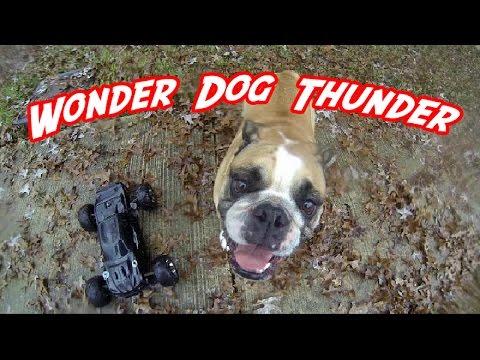 Bulldog Loves Chasing Remote Control Car