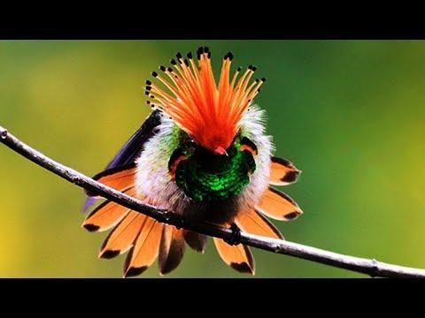 10 Most Beautiful Hummingbirds In The World #Video
