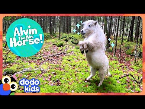 Mini Horse LOVES Strutting Around On Two Legs! | Dodo Kids #Video